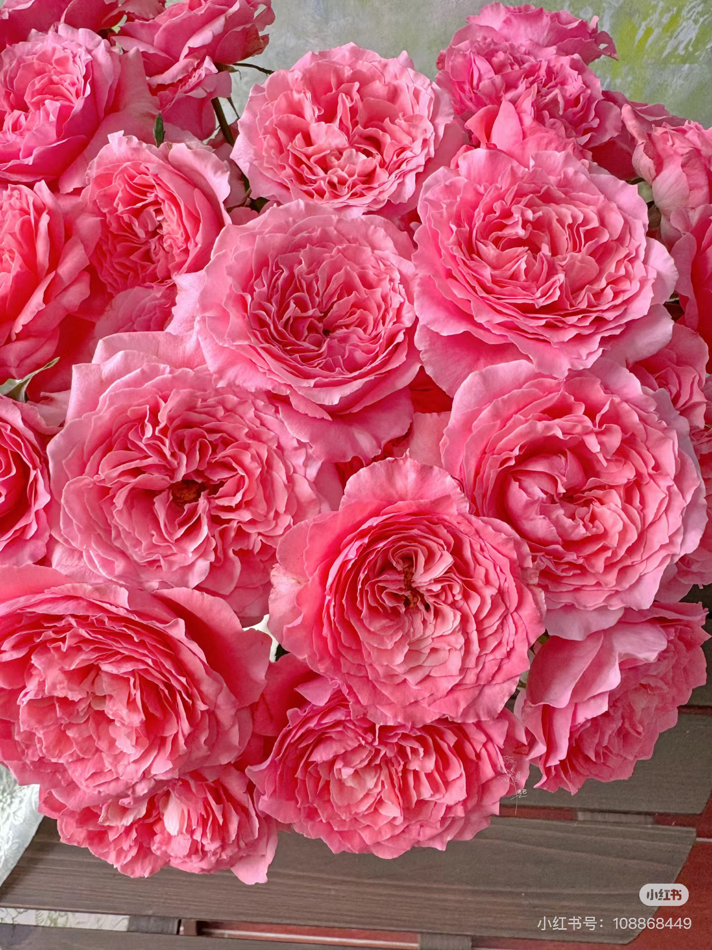 （多头玫瑰）珊瑚果冻10支！三件顺丰空运20%不售后