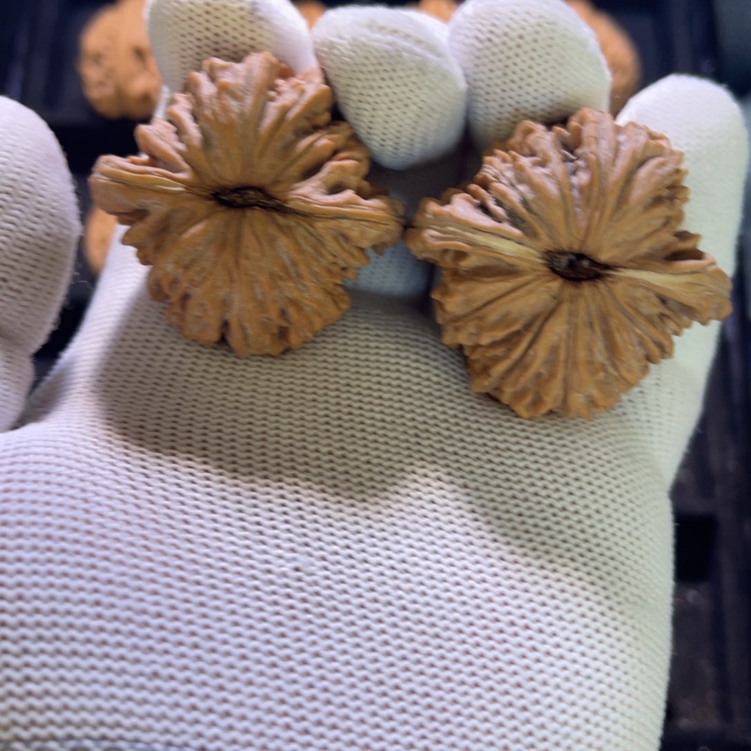 杰秦皇岛山地果全品06