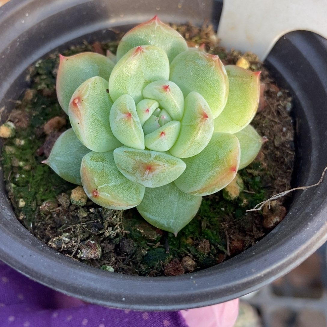 1036雪花珍妮多肉植物