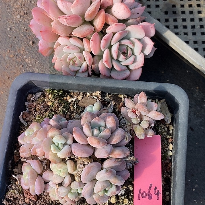 依*1064多肉植物老桩