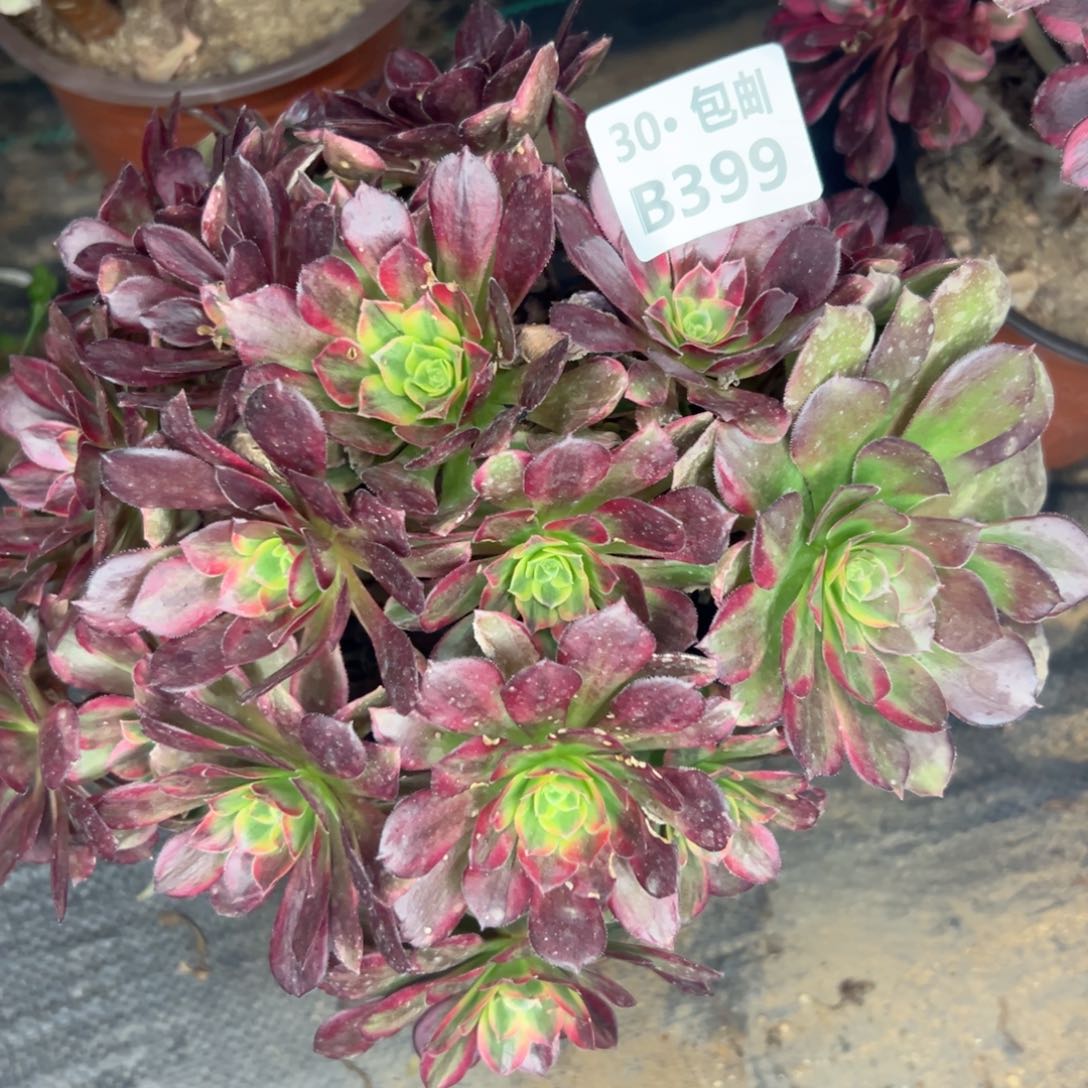 399安娜多肉不包断枝