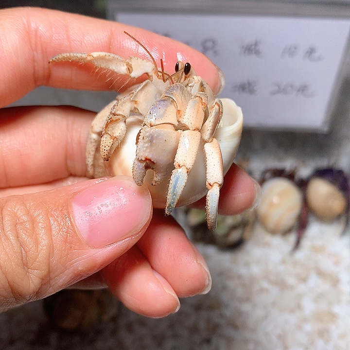 1.9口径奔跑的寄居蟹13