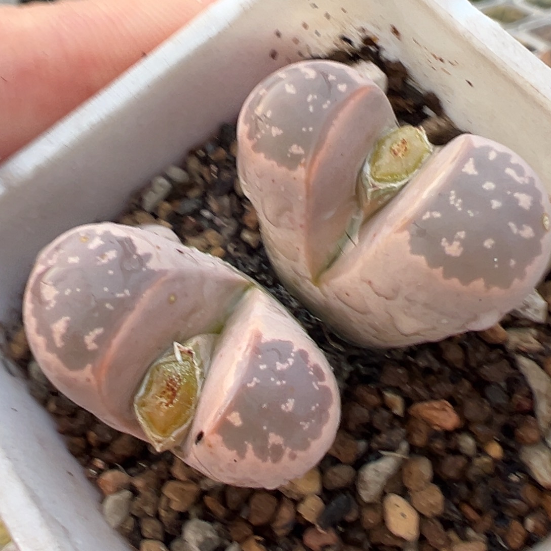 粉橄榄多肉植物百科