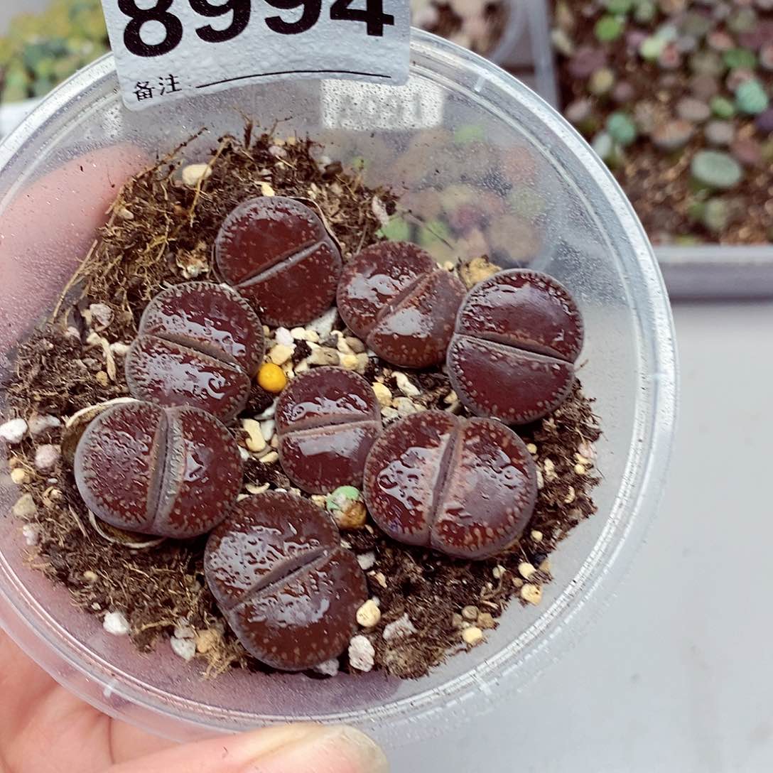 8994啦啦啦啦啦啦开心