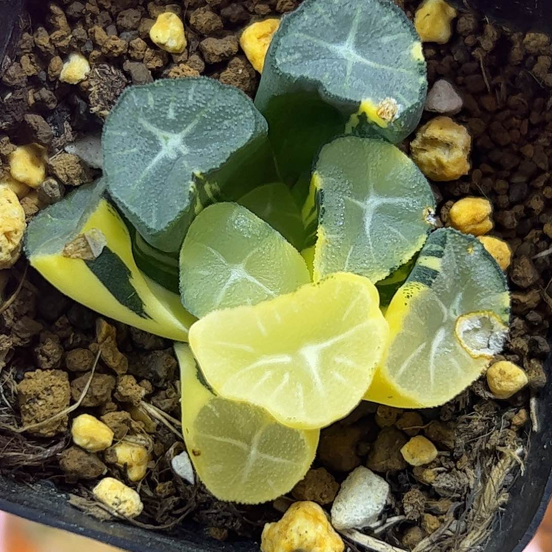 玉龙万象锦十二卷多肉植物