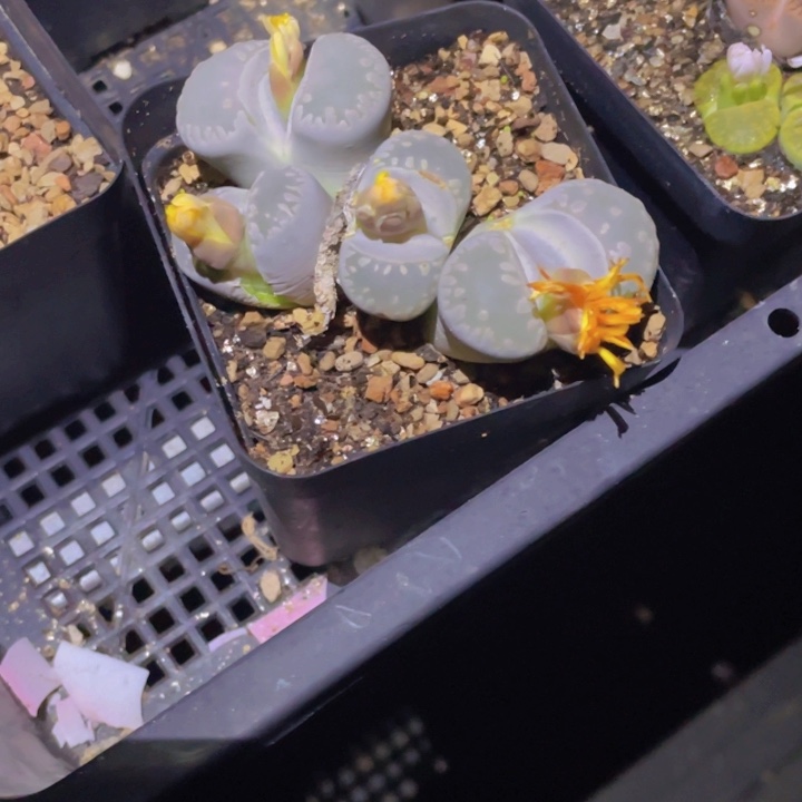 15856556666556555555588