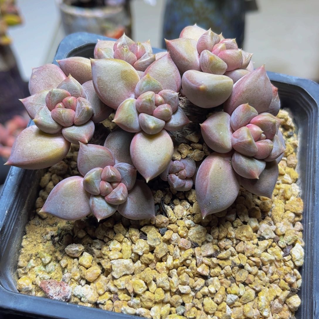 923象牙9厘米多肉植物