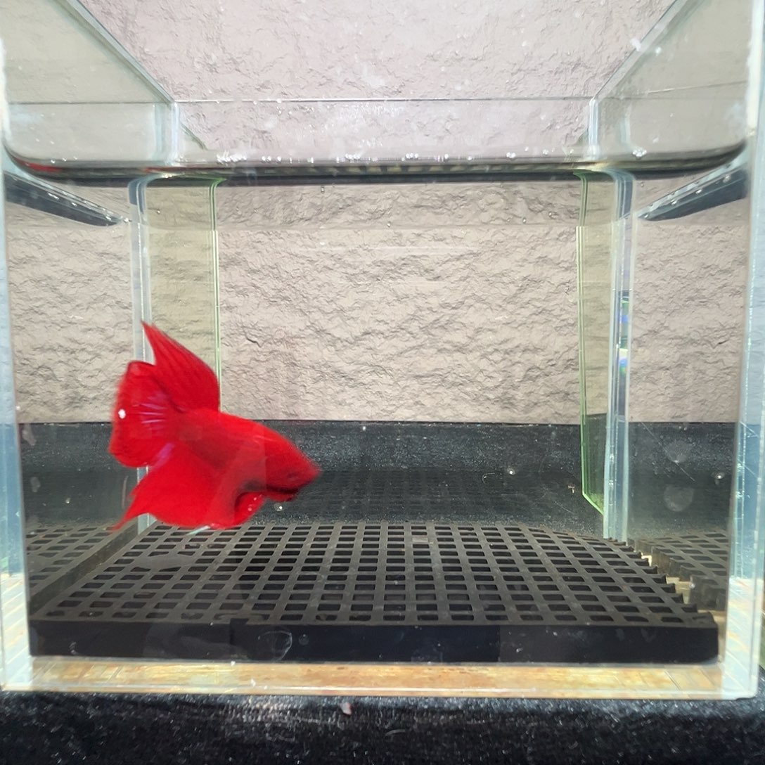 斗鱼阿浩泰斗22日65