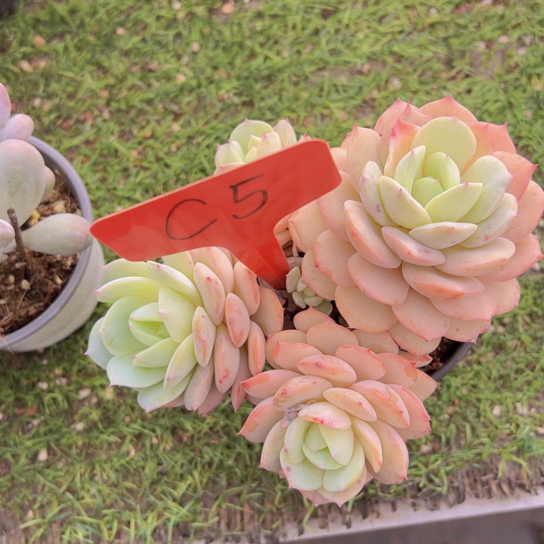 香玉的故事是一个人的