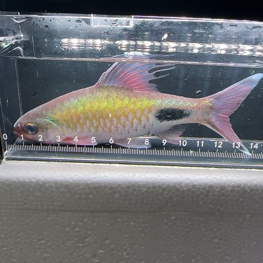 海水鱼紫红14.5cm京东包邮包损