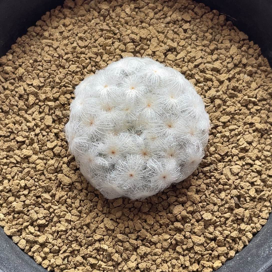 日系高绒超白降落伞白星