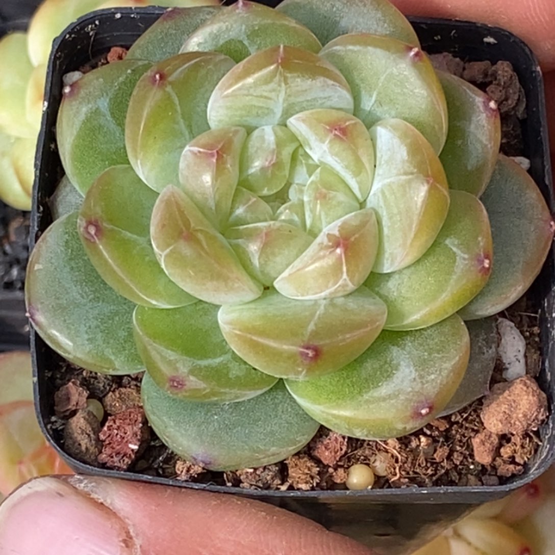 天官赐福百无禁忌