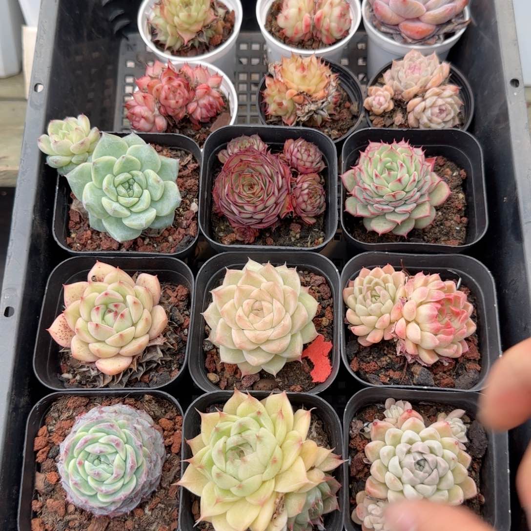 框拍框拍0208-125