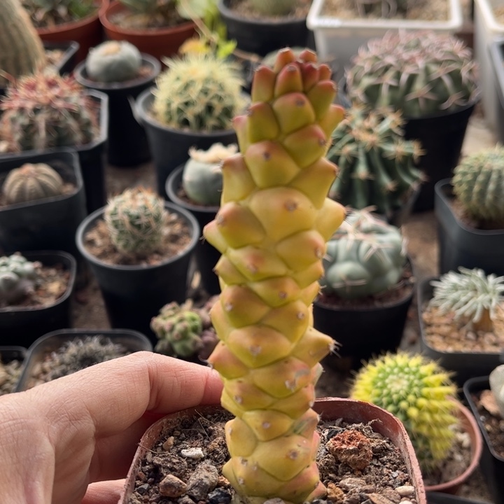 将军阁锦一物一拍自根