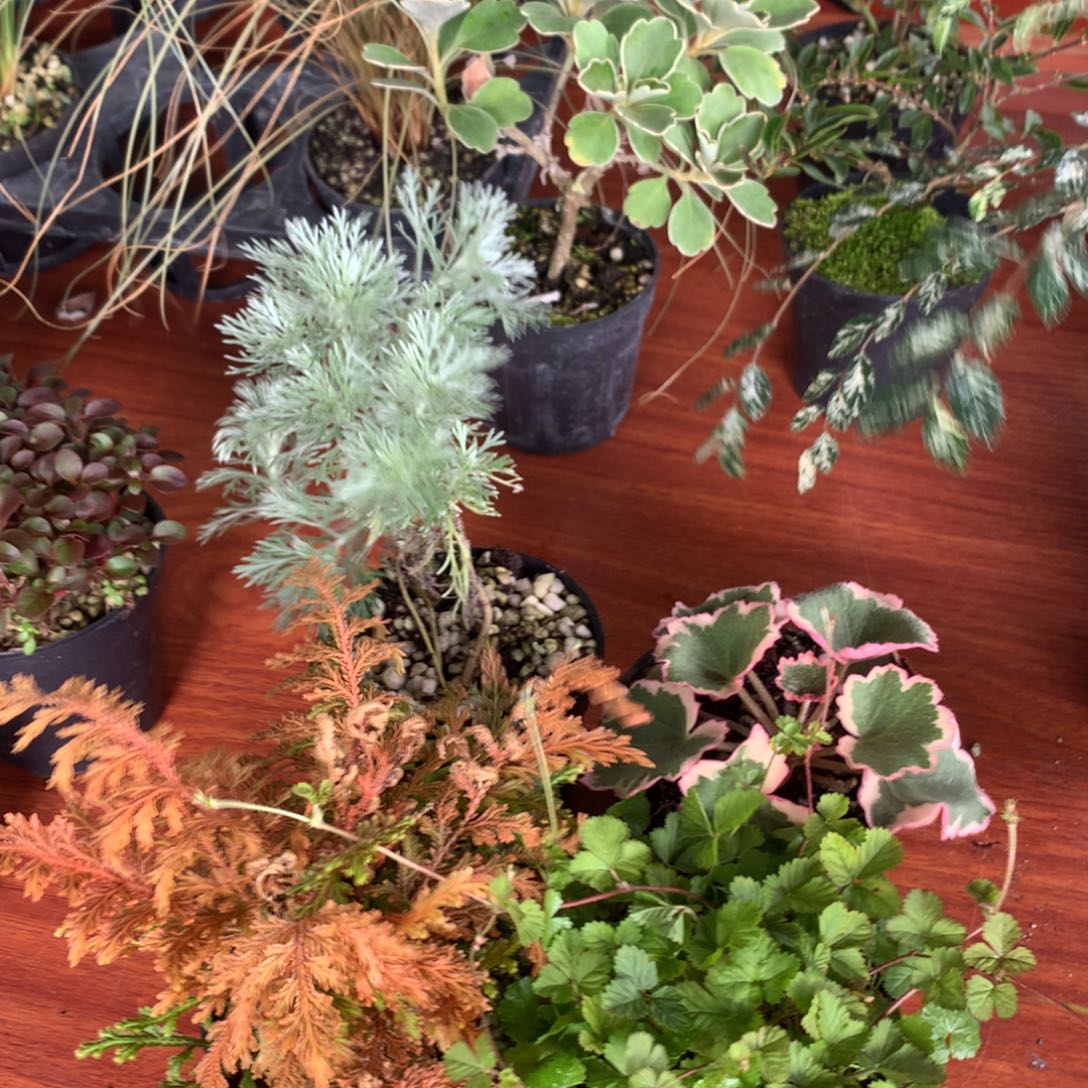 当前无花栽培后可以开花