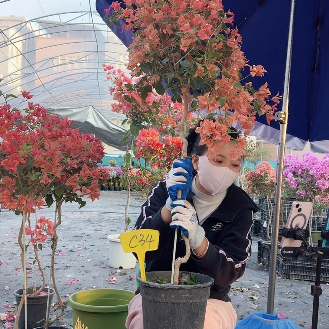 s***n大部分花苞少量开放C34布理扎