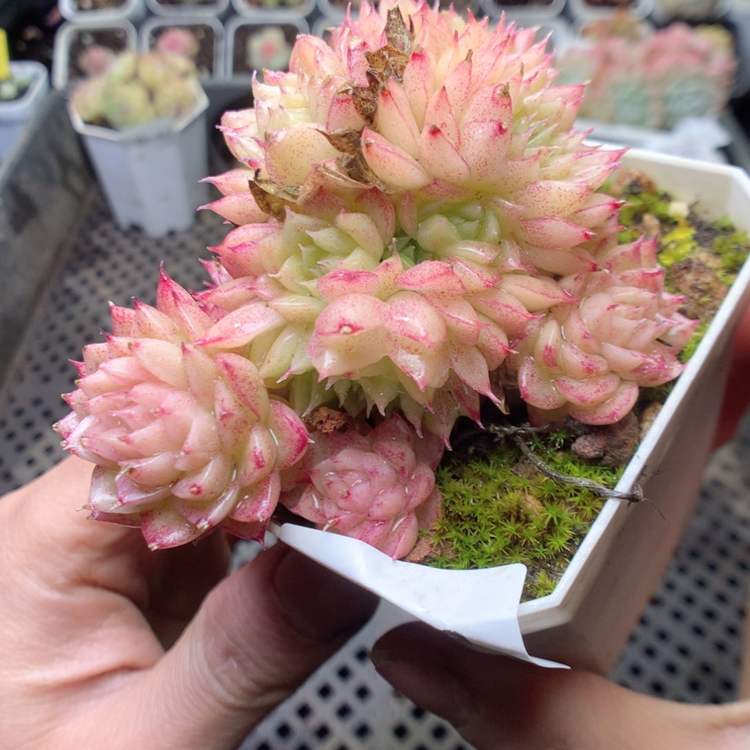 无花朵D53。yyyyyyyy