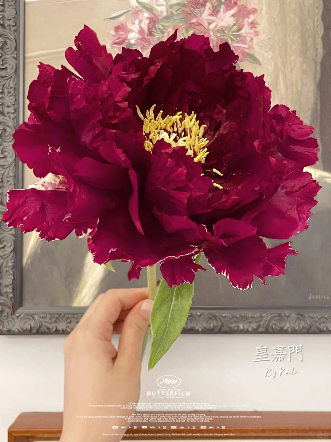皇嘉门牡丹国色天香6加仑带盆栽好老盆可复花