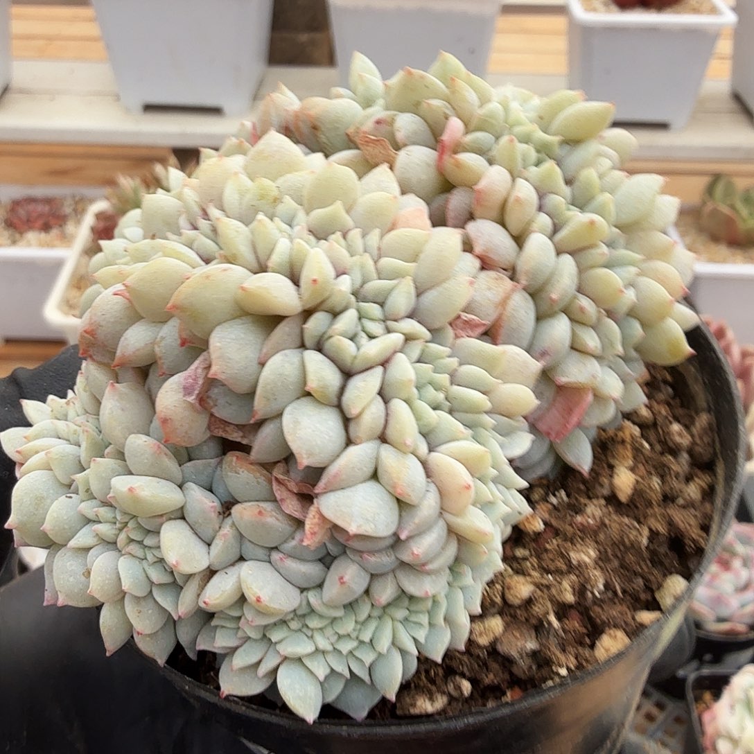 1224-50新品缀化a