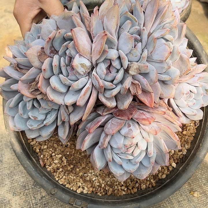 【闪购商品】星影板子缀