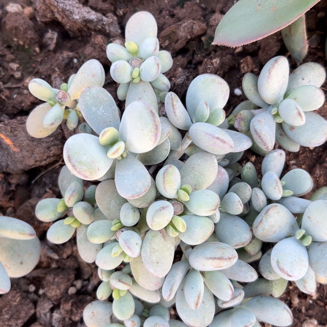 砍头多肉植物营养液我哦