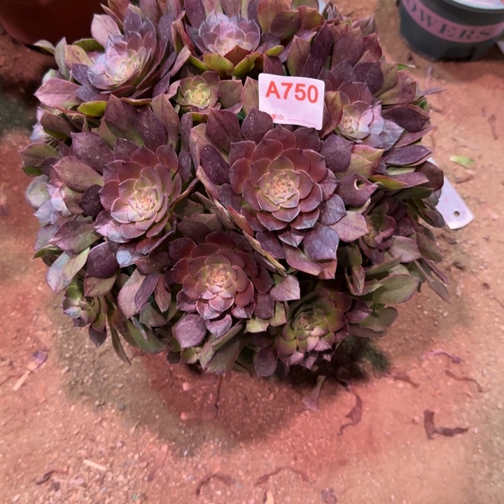 稻***人红魔玫瑰750多肉植物冠服30