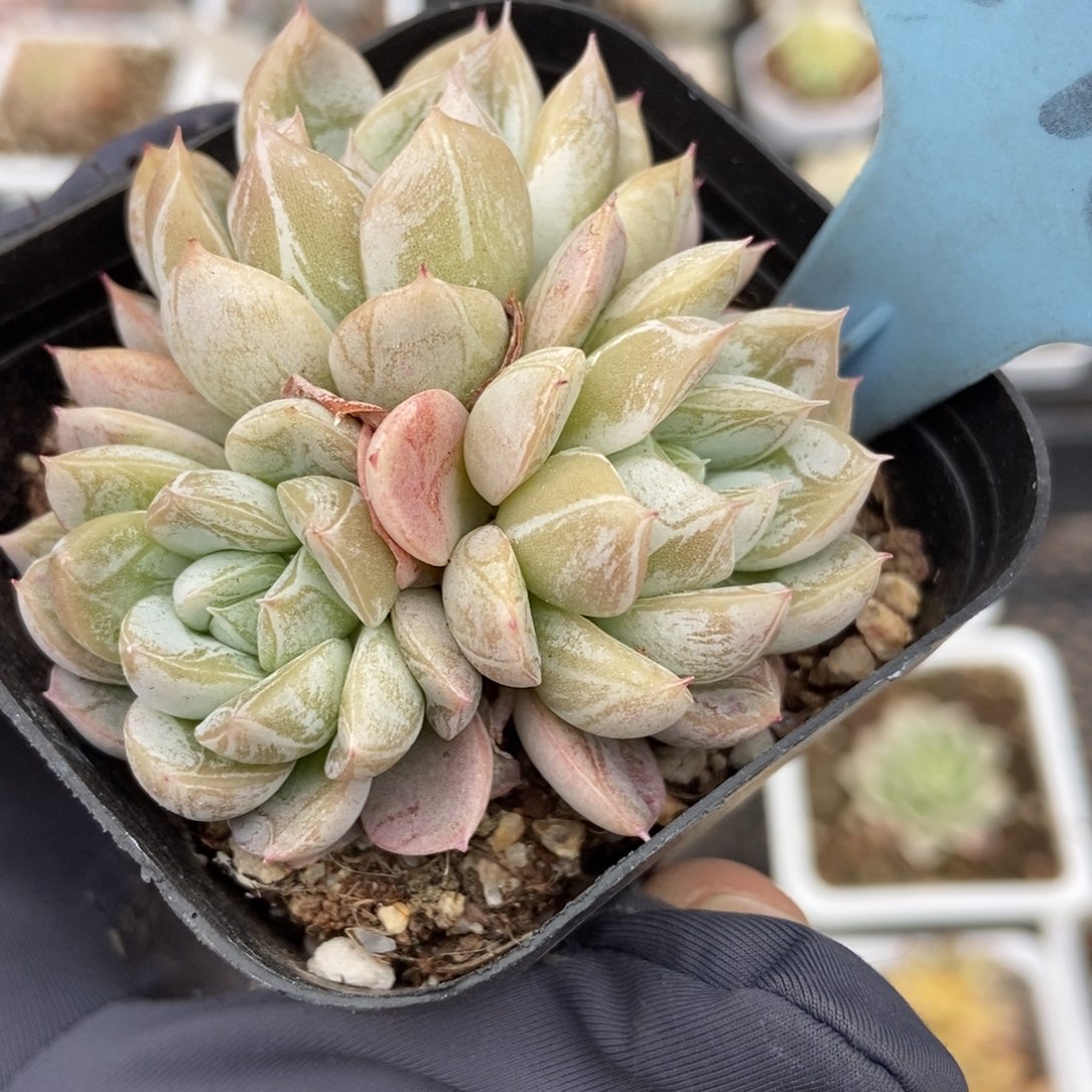 516爱沙多肉。。植物