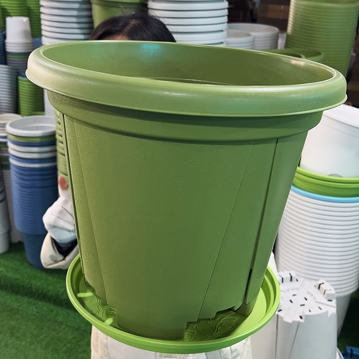 特价青山口40高34果绿带托5只