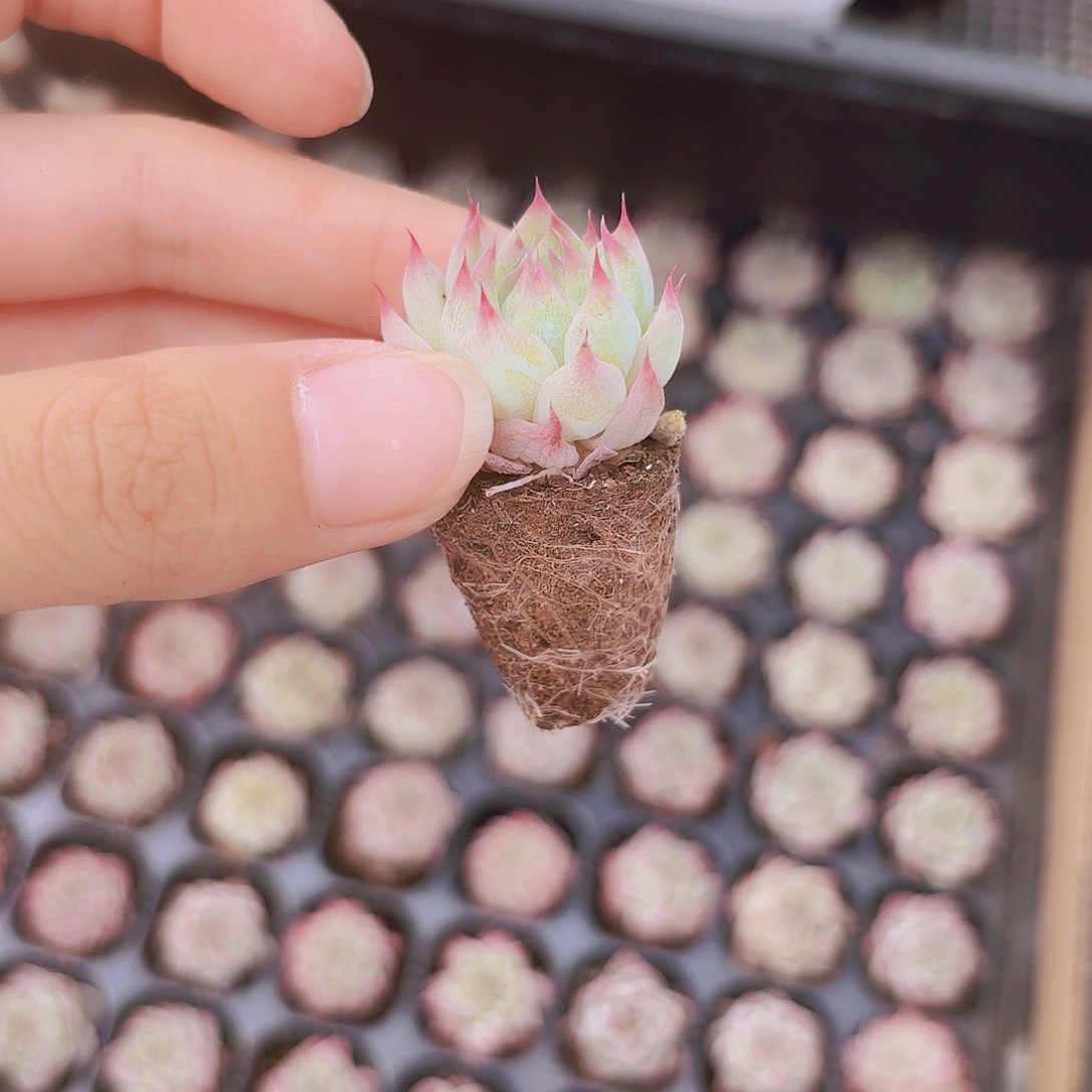 小穴苗梦瑶3米3颗