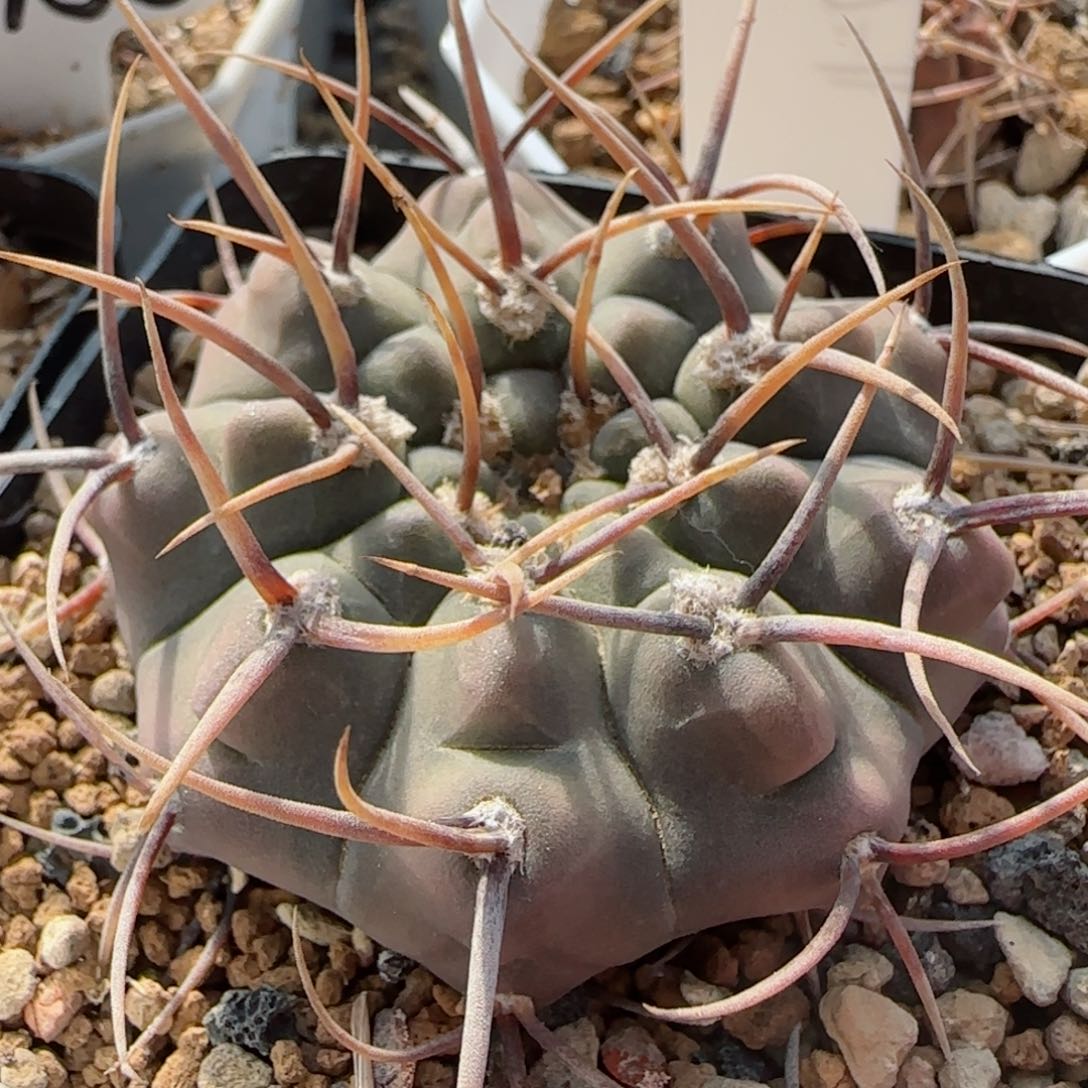 实生九纹龙多肉00010