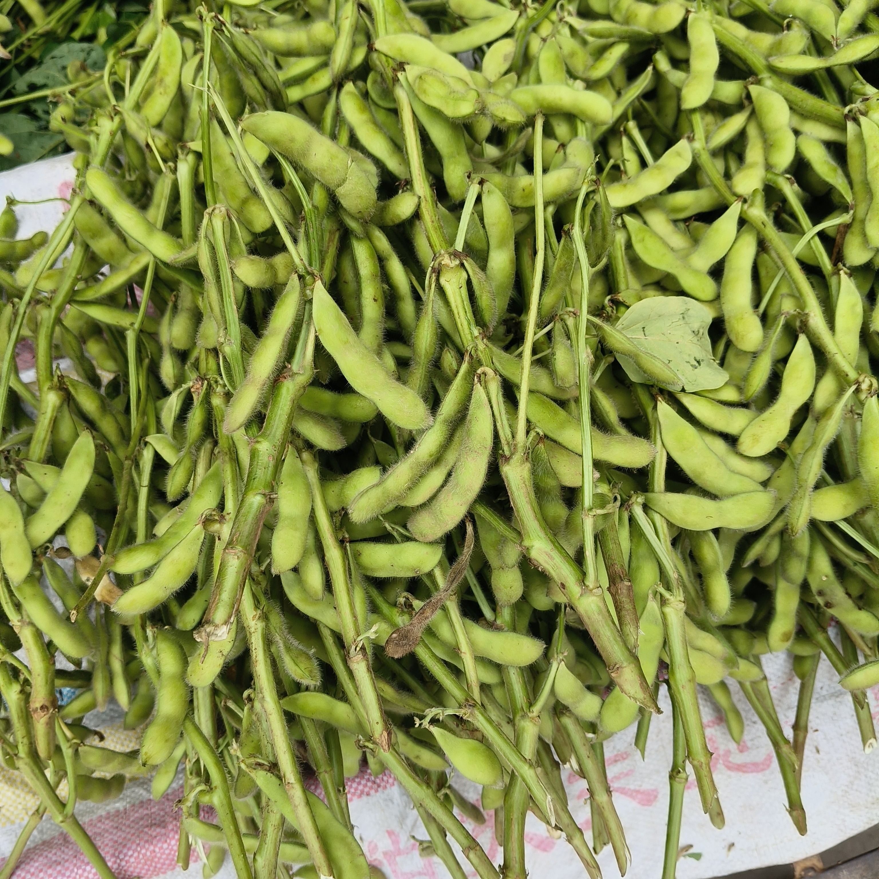 农家新鲜带壳毛豆现摘现发