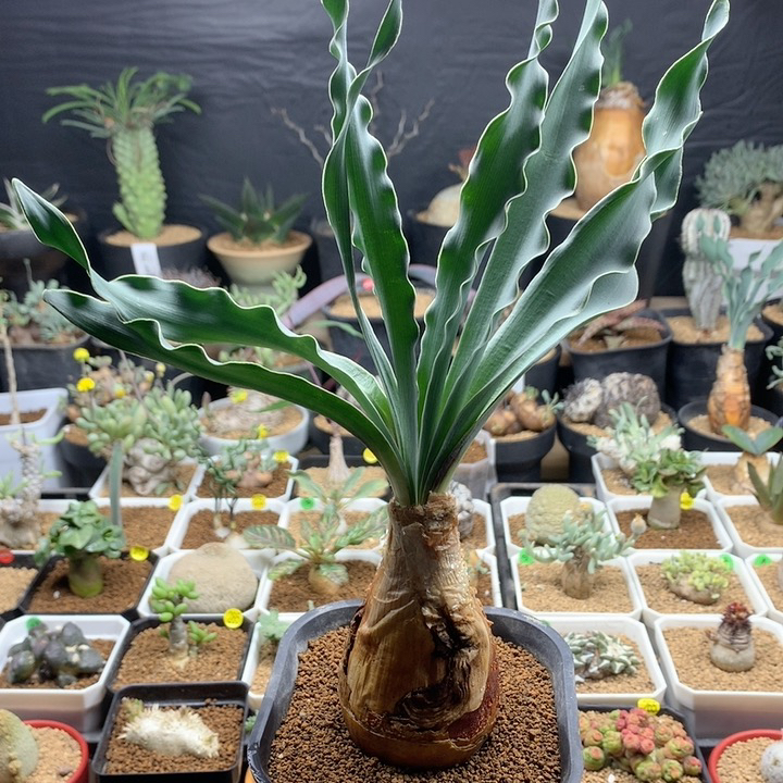产地巨凤之卵带盆5.2cm