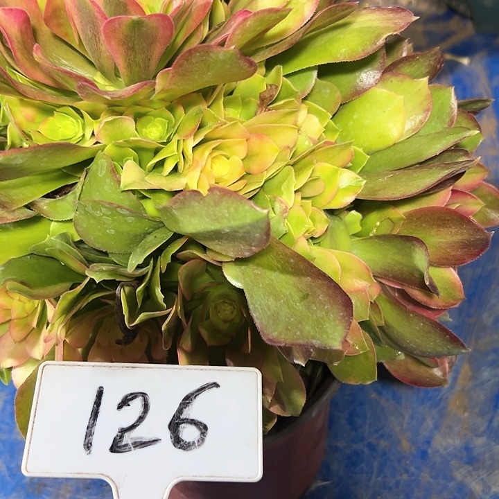 多肉植物亚点哪法师