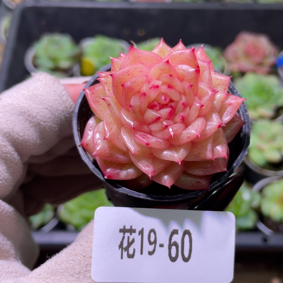 花利美19-60新麦秆