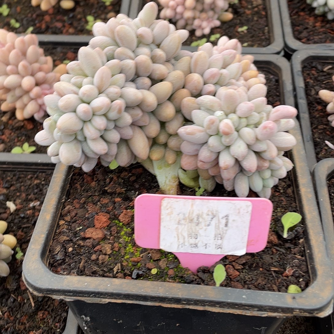 m****汤圆缀化控养2471号