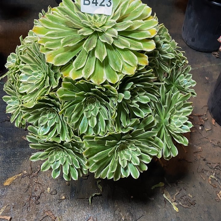 多肉法师423号碧浪发货不包损