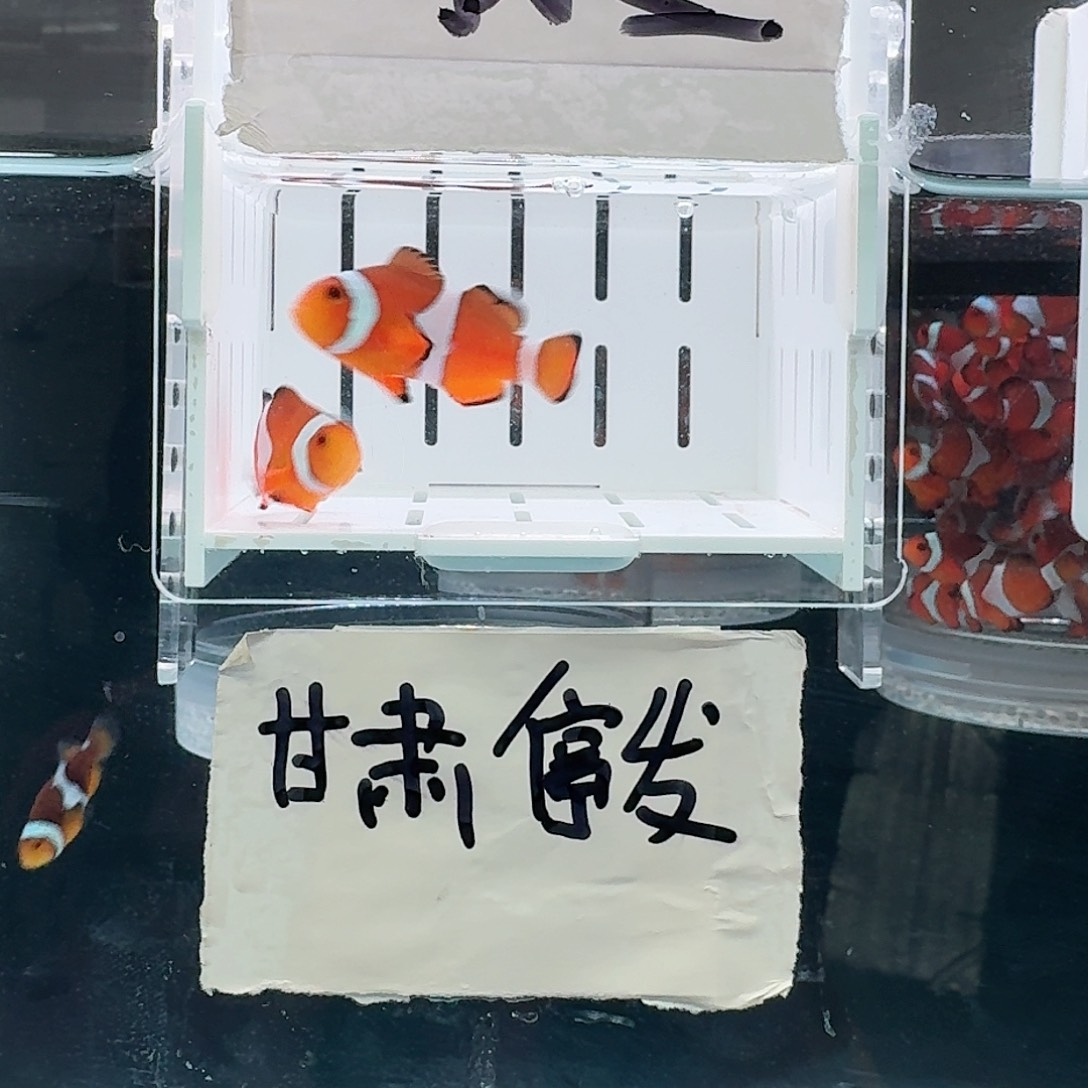 海水鱼4+配4.5+精品黑边公子一对