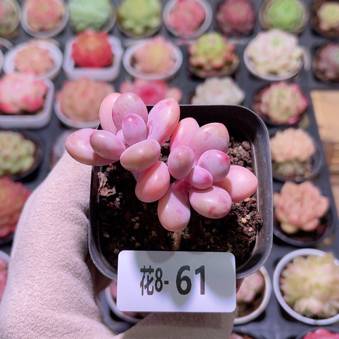 花利美8-61桃蛋双头