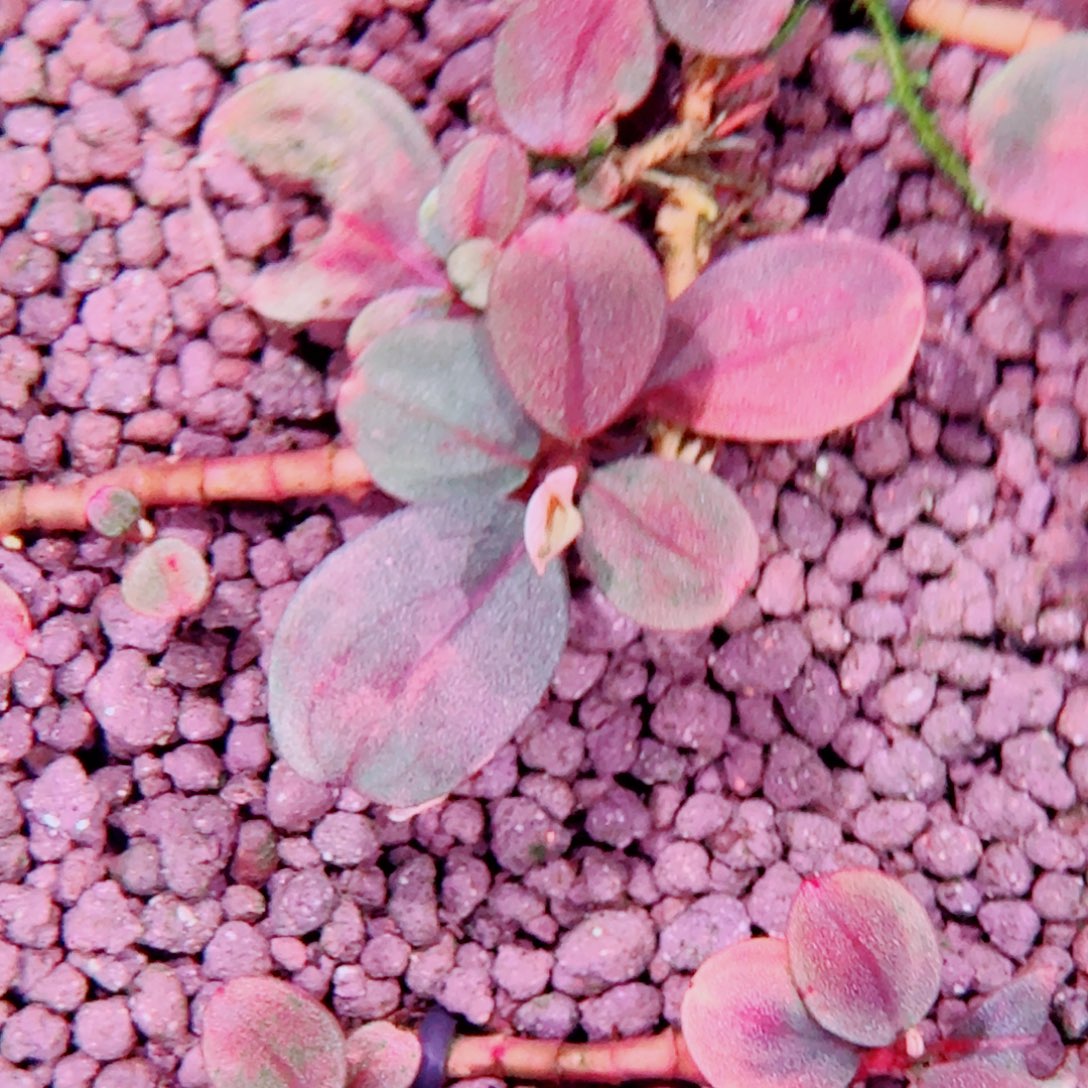 无花朵辣椒榕福利冰碎