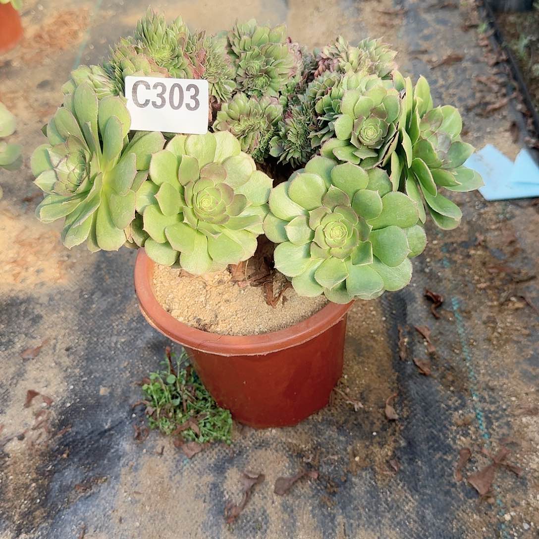 万缀一颗呀呀303