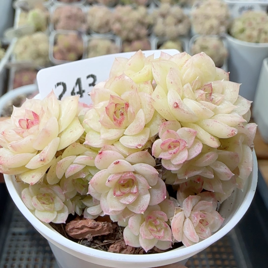 【闪购商品】0223-243花朵麦杆