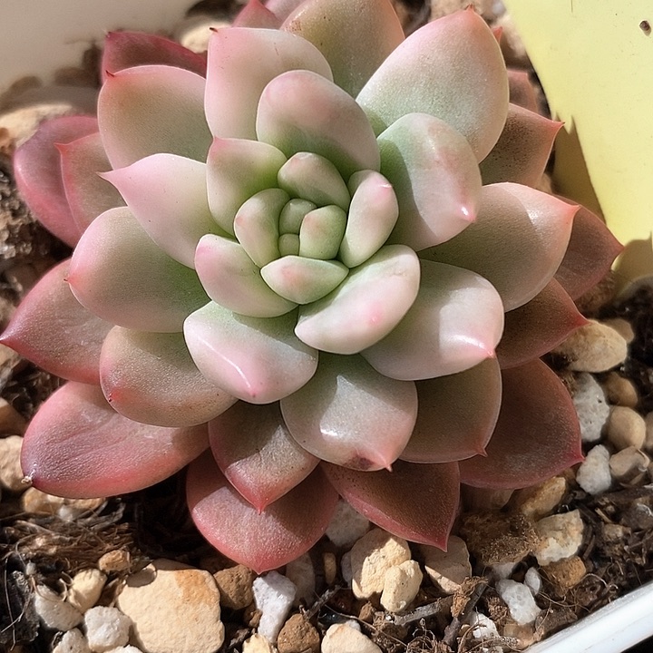 美人锦一物一拍，