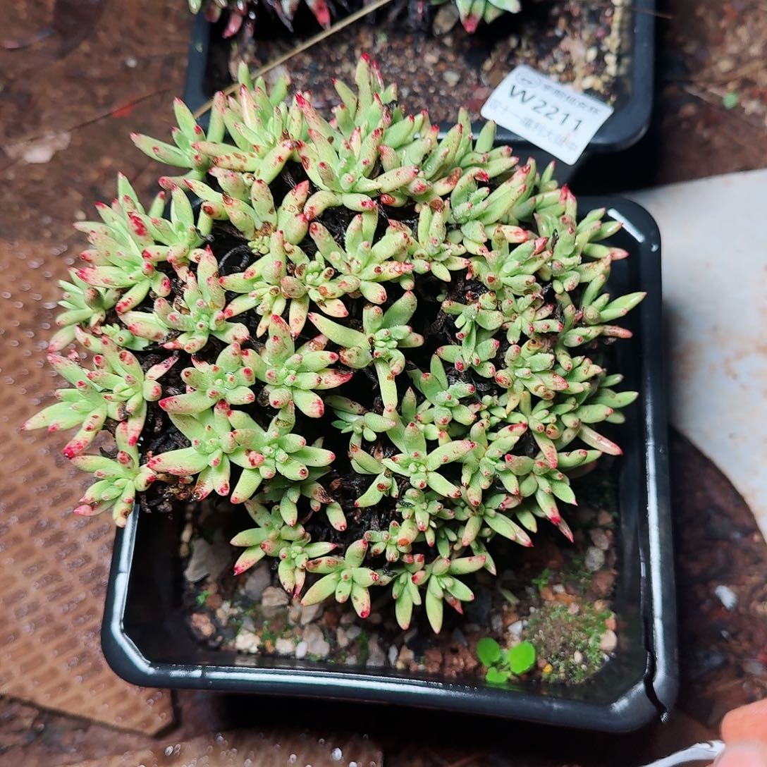 2212维斯新达多肉