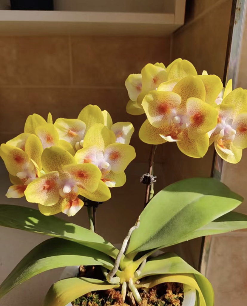 《海绵宝宝》蝴蝶兰3.0寸杯双苗多花剑室内盆栽四季好养活