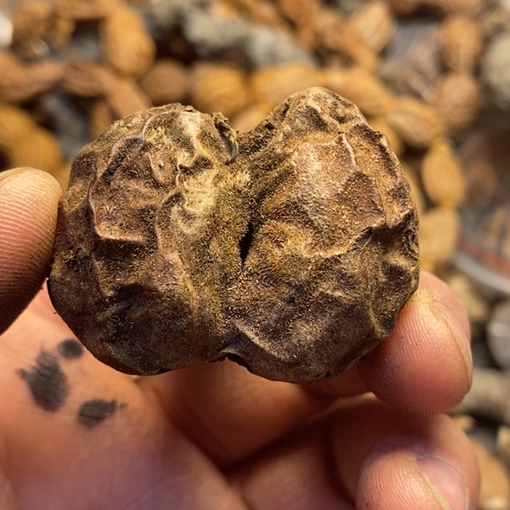 是***雨文玩核桃吊坠东北特产105