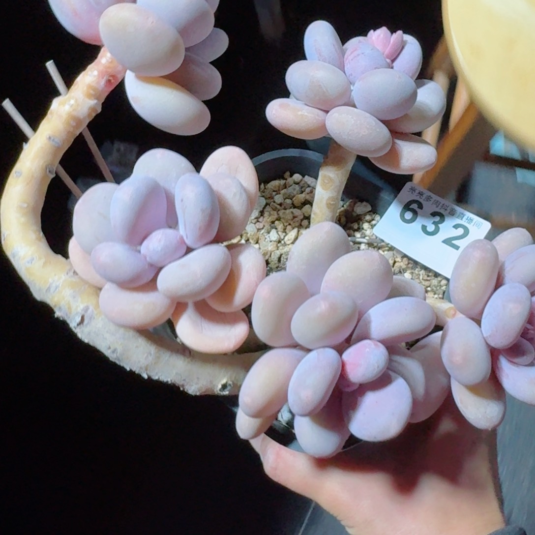 @****李奶酪         精品多肉