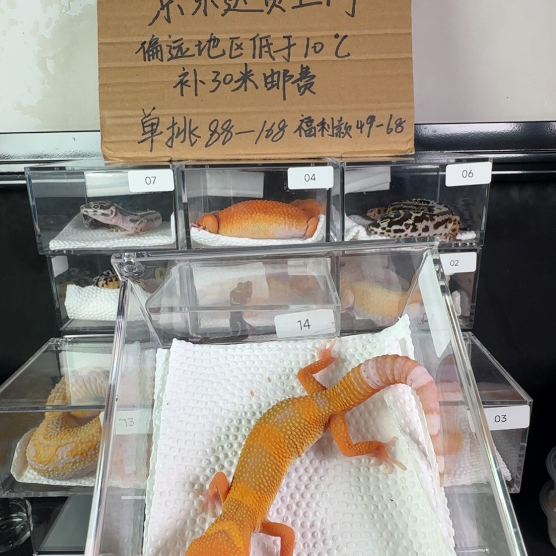 豹纹守宫雨水蜜橘弟弟