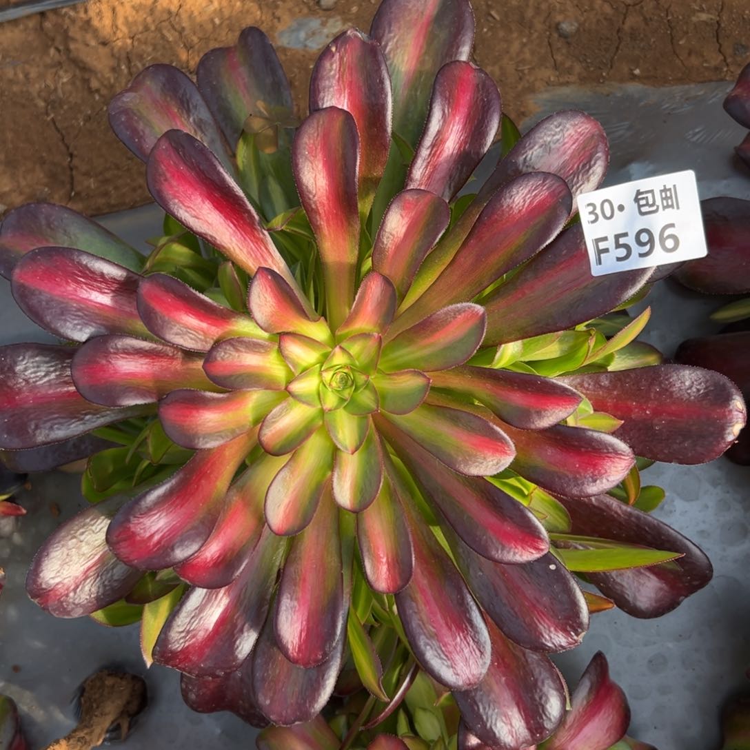 596夕阳多肉法师