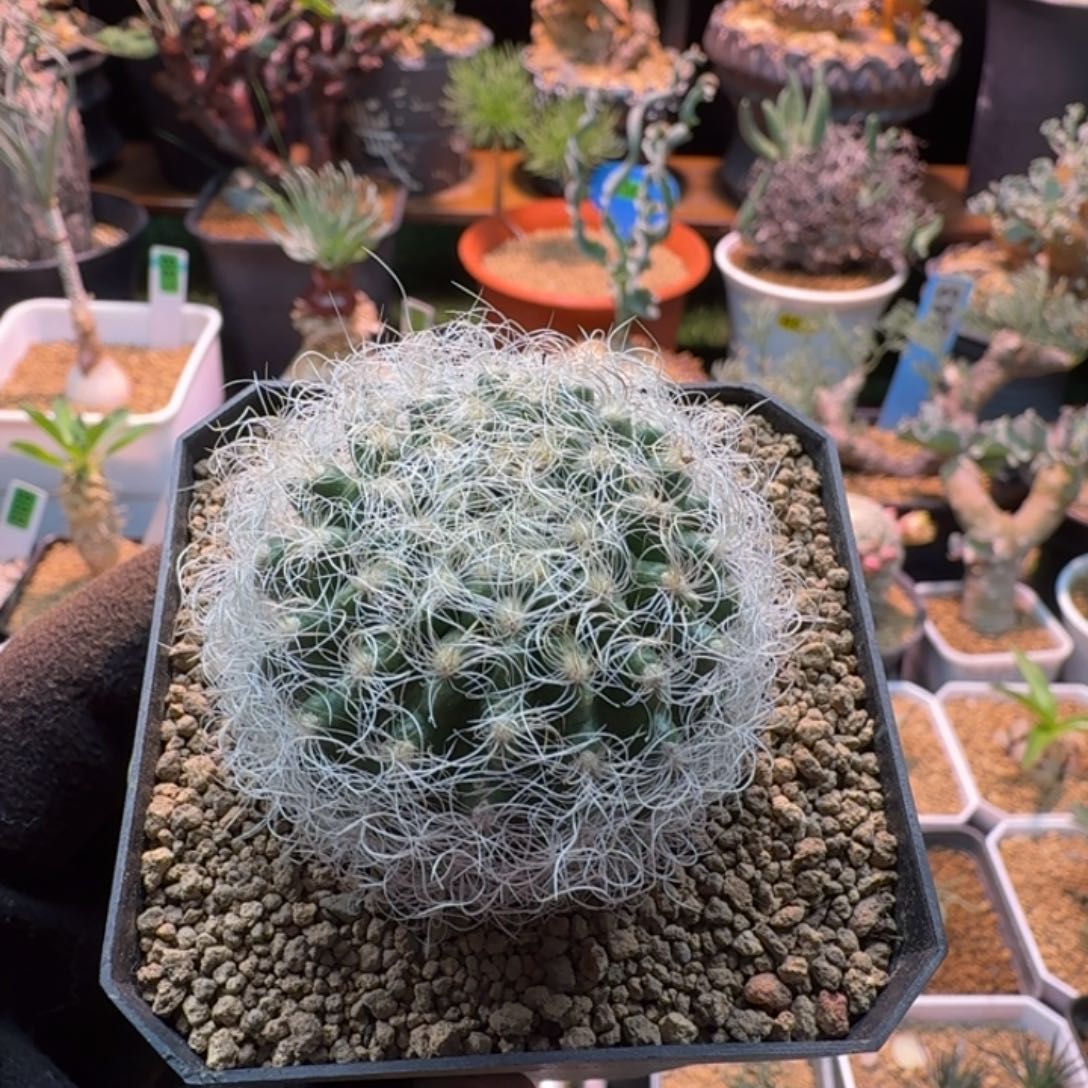 银翁玉800 仙人球