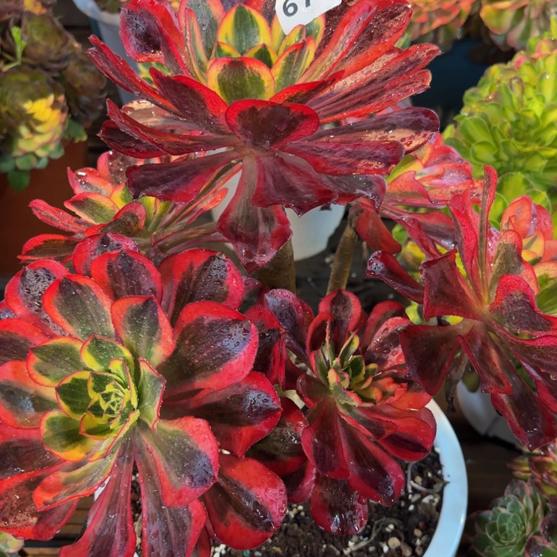 673多肉植物魅影